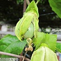 17-2012.05.03田園驚奇 07.jpg