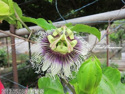 18-2012.05.03田園驚奇 06.jpg