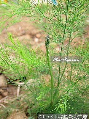 30-2011.03.15菜園驚奇之旅 01.jpg
