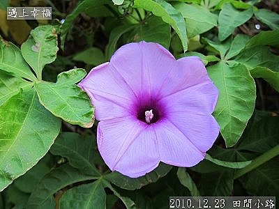 05 2010.12.23 田間小路 41.jpg