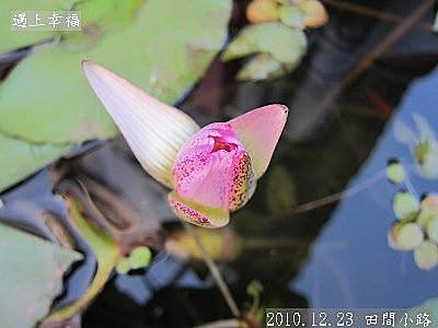 07 2010.12.23 田間小路 39.jpg