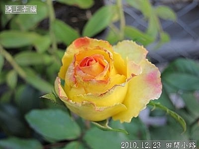 08 2010.12.23 田間小路 38.jpg