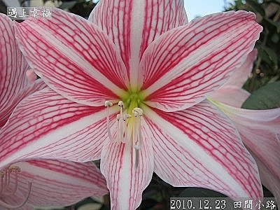 06 2010.12.23 田間小路 40.jpg
