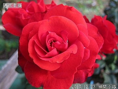 10 2010.12.23 田間小路 36.jpg