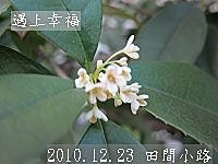 11 2010.12.23 田間小路 35.jpg