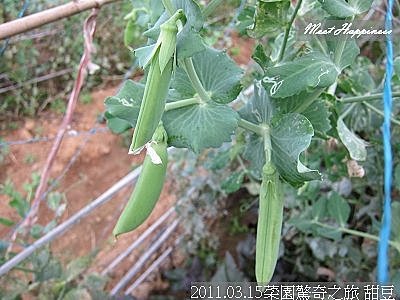03-2011.03.15菜園驚奇之旅 28.jpg