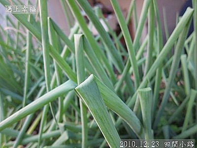 13 2010.12.23 田間小路 33.jpg