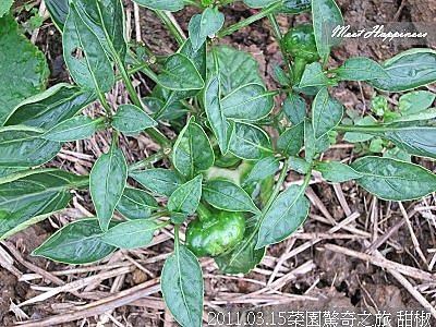 05-2011.03.15菜園驚奇之旅 26.jpg