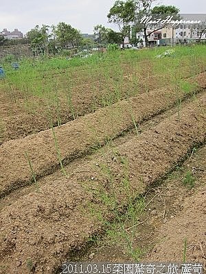 04-2011.03.15菜園驚奇之旅 27.jpg
