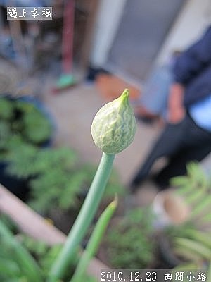 14 2010.12.23 田間小路 32.jpg