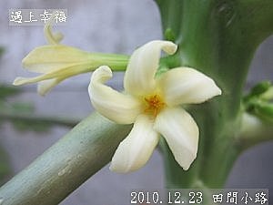 16 2010.12.23 田間小路 30.jpg