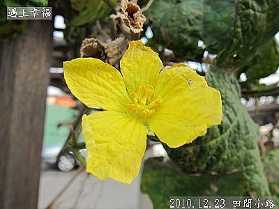 27 2010.12.23 田間小路 20.jpg