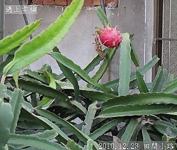28 2010.12.23 田間小路 19.jpg