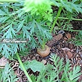 24-2011.03.15菜園驚奇之旅 07.jpg