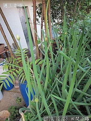 12 2010.12.23 田間小路 34.jpg