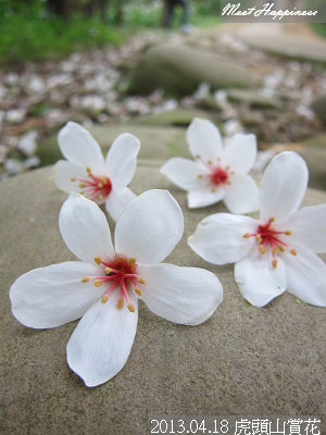 12-2013.04.18虎頭山油桐花 15.jpg