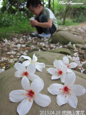 10-2013.04.18虎頭山油桐花 17.jpg