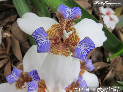 15-2013.04.18虎頭山油桐花 12.jpg