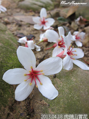 13-2013.04.18虎頭山油桐花 14.jpg