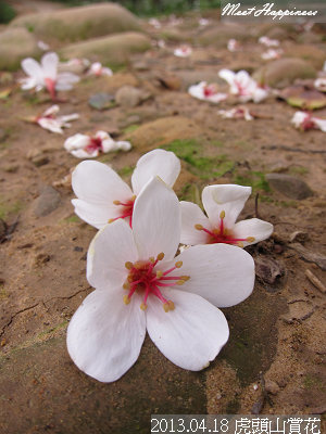14-2013.04.18虎頭山油桐花 13.jpg