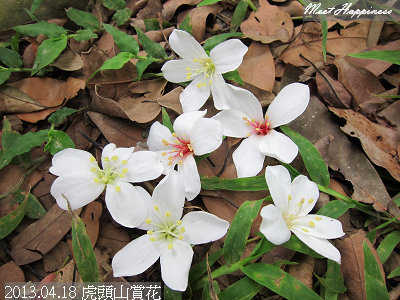 16-2013.04.18虎頭山油桐花 11.jpg