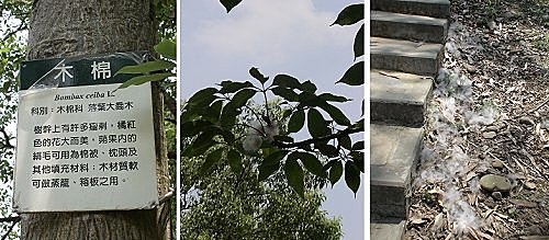 桃園虎頭山木棉10.jpg