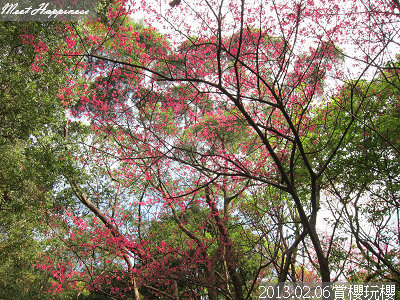 13-2013.02.06 賞櫻玩櫻02.jpg