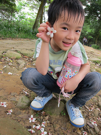 05-2013.04.18虎頭山油桐花 05.jpg
