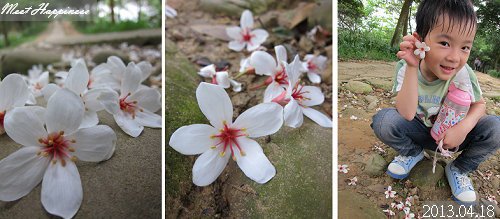 07-2013.04.18虎頭山油桐花 03.jpg