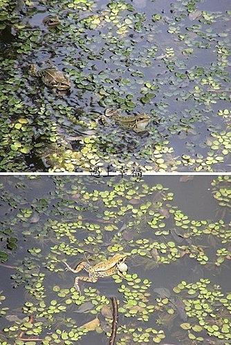 桃園虎頭山青蛙7.jpg
