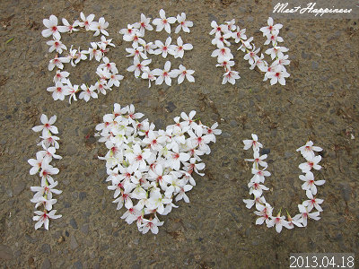 08-2013.04.18虎頭山油桐花 01.jpg
