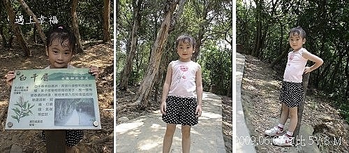 桃園虎頭山白千層9.jpg