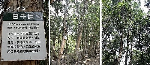 桃園虎頭山白千層8.jpg