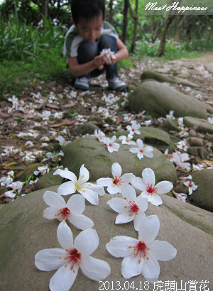 09-2013.04.18虎頭山油桐花 18.jpg