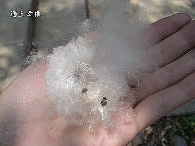 桃園虎頭山木棉12.jpg