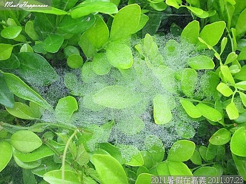 18-20110723暑假在嘉義II 03.jpg