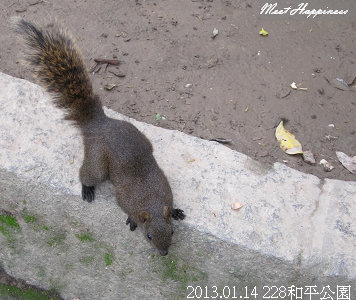 30-2013.01.14 DDH 取鋼釘 05.jpg