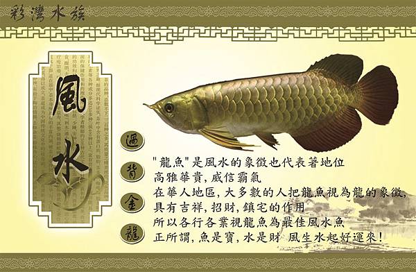 龍魚風水