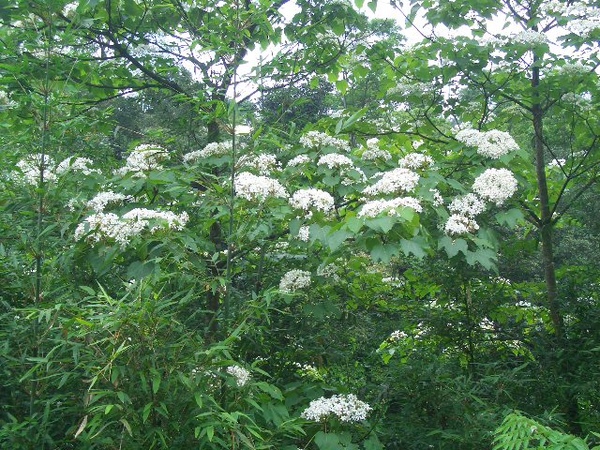 雪白桐花1