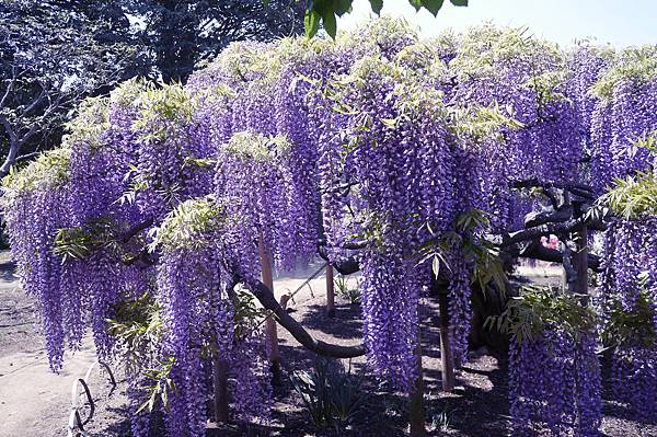 足利花園