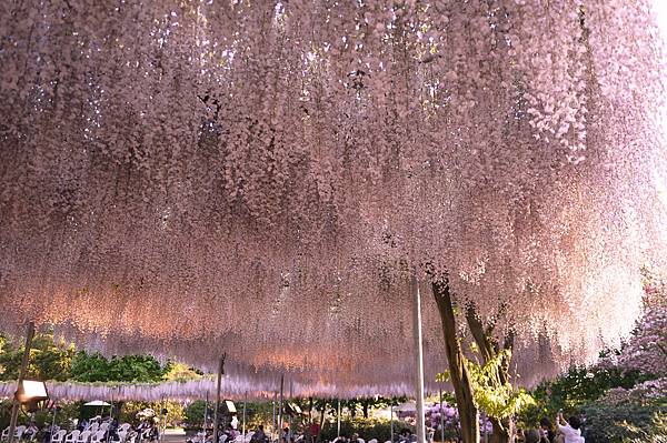 足利花園