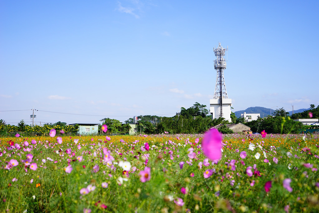 樹林花海