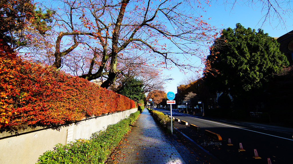 東京大學