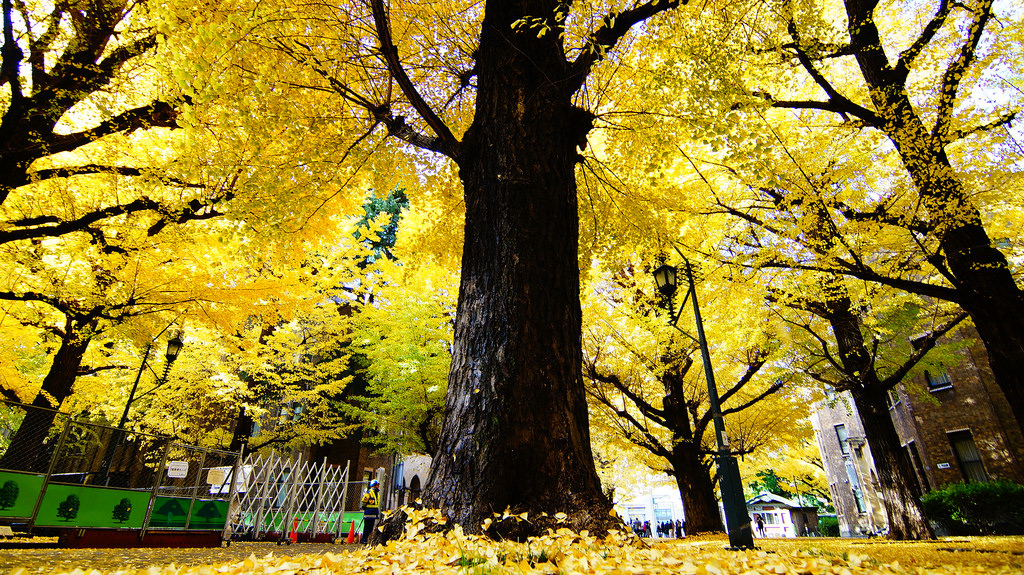 東京大學