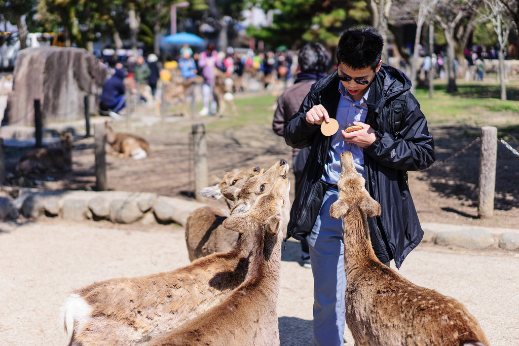 奈良公園