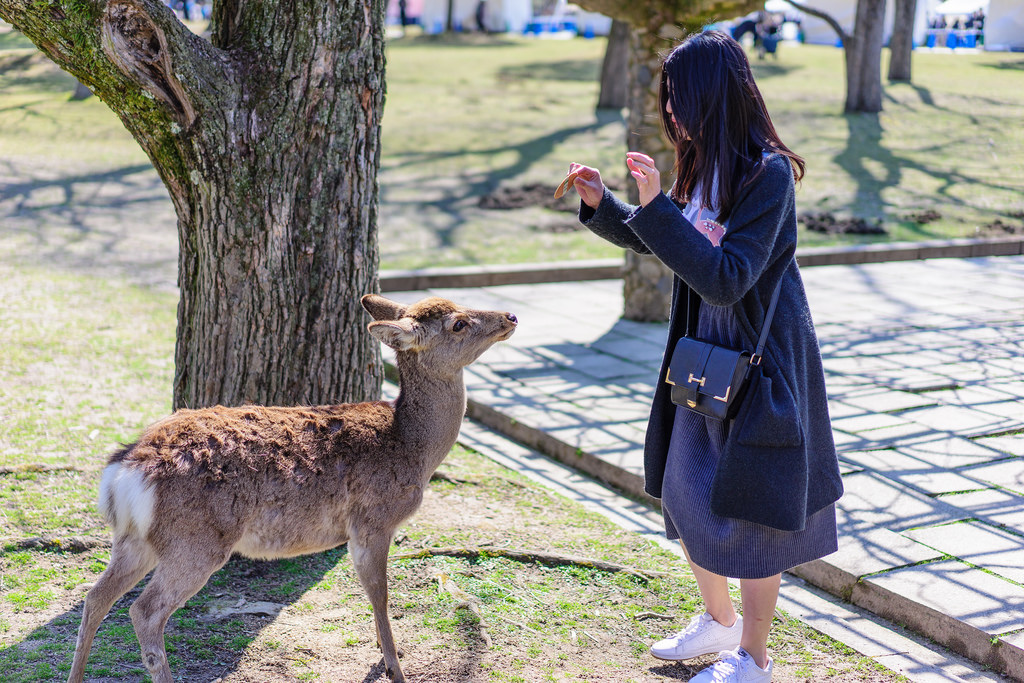 奈良公園