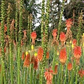 orange flower