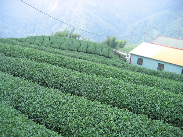 看茶樹長的這麼營養,再來一張吧