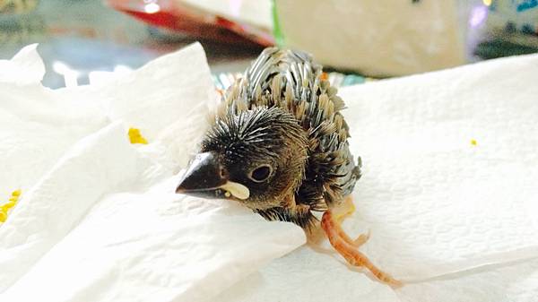 文鳥幼鳥養成日記 Fangsparrow 痞客邦 文鳥幼鳥養成日記 Fangsparrow 痞客邦