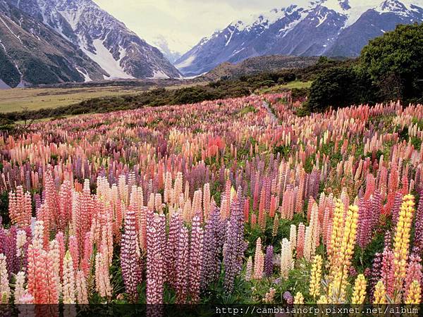 Wild-Lupine-Mount-Cook-National-Park-New-Zealand